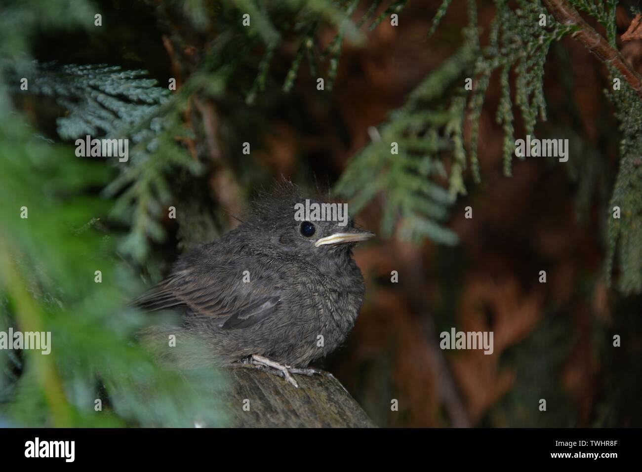 Rougequeue noir jeune oiseau est assis à l'avant sur la branche dans une haie Banque D'Images