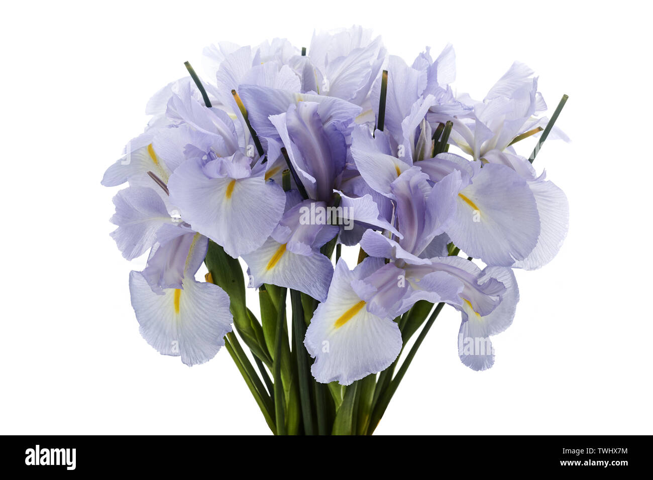 Couleur bleu Iris Flower isolated on White Background. Banque D'Images