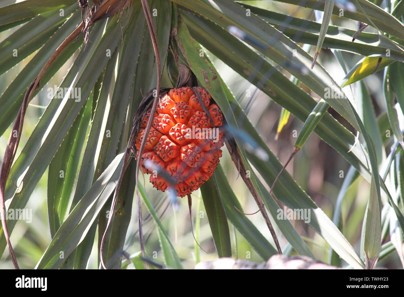 Fruits mûrs pandanus (ressemblant à un ananas) croissant sur les palmiers pandanus au Sri Lanka Banque D'Images