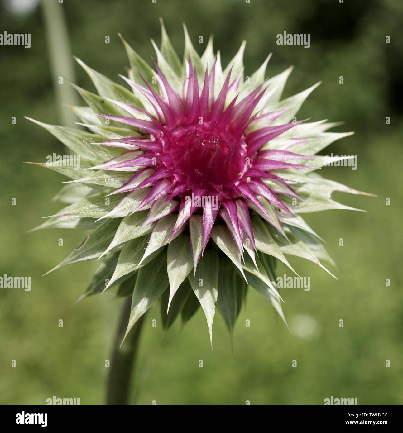 Fleur de chardon pourpre non ouvert dans un champ pendant la journée Banque D'Images