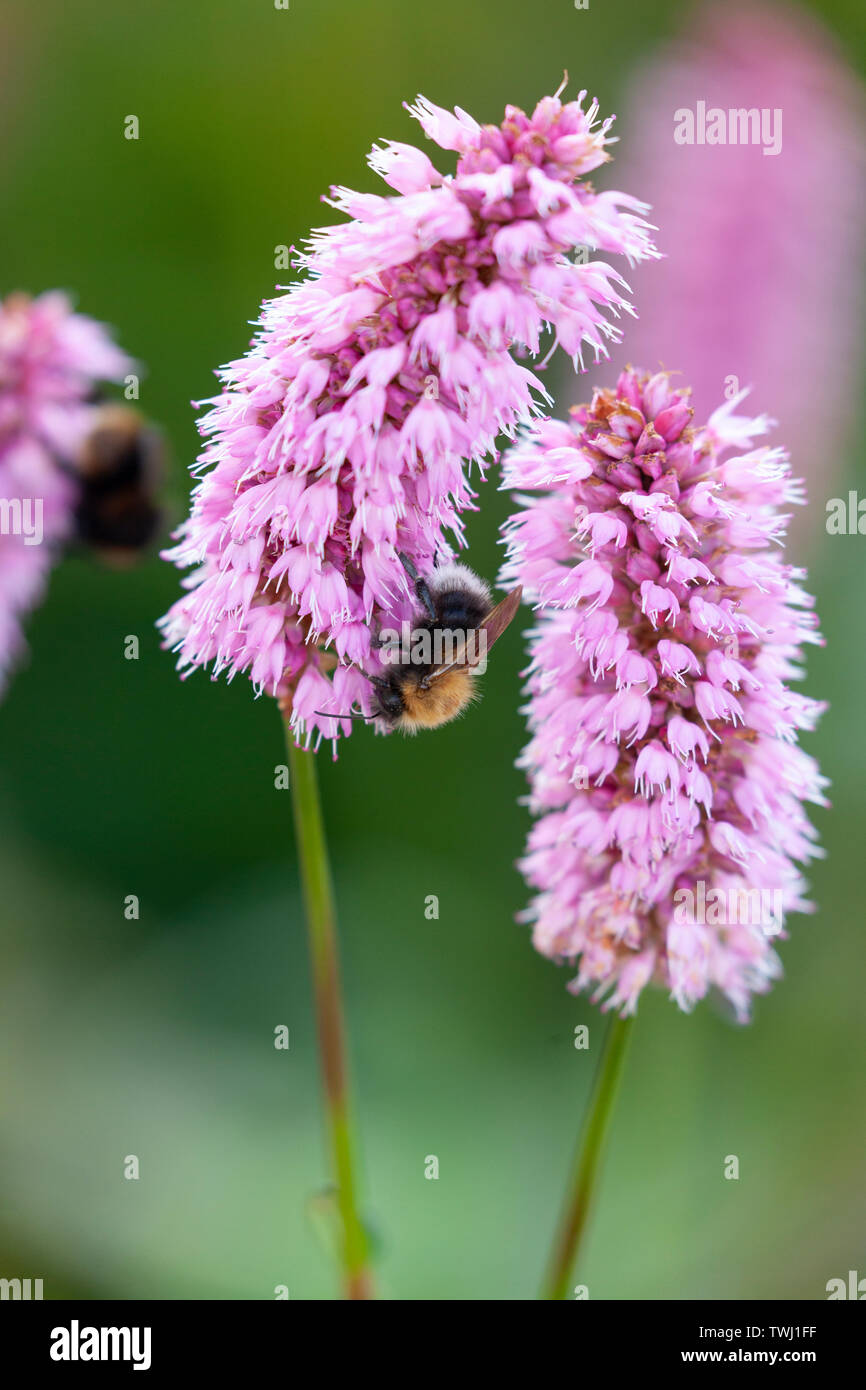 Un arbre, Bumblebee Bombus hypnorum, se nourrissant d'une politique commune de la bistorte, Persicaria bistorta syn. Bistorta officinalis. Banque D'Images