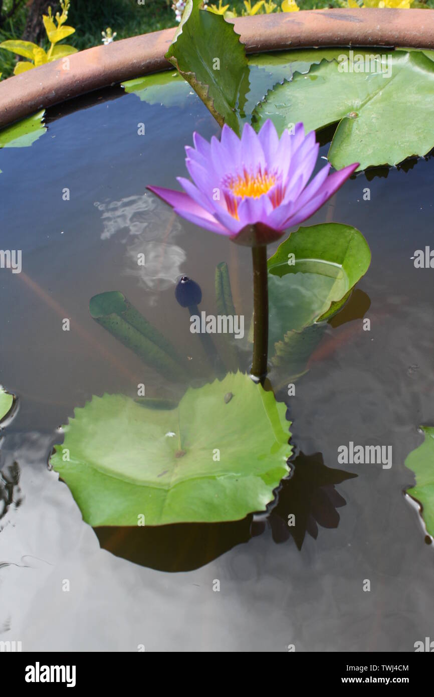 Paysage d'un nénuphar à fleurs bleu Banque D'Images