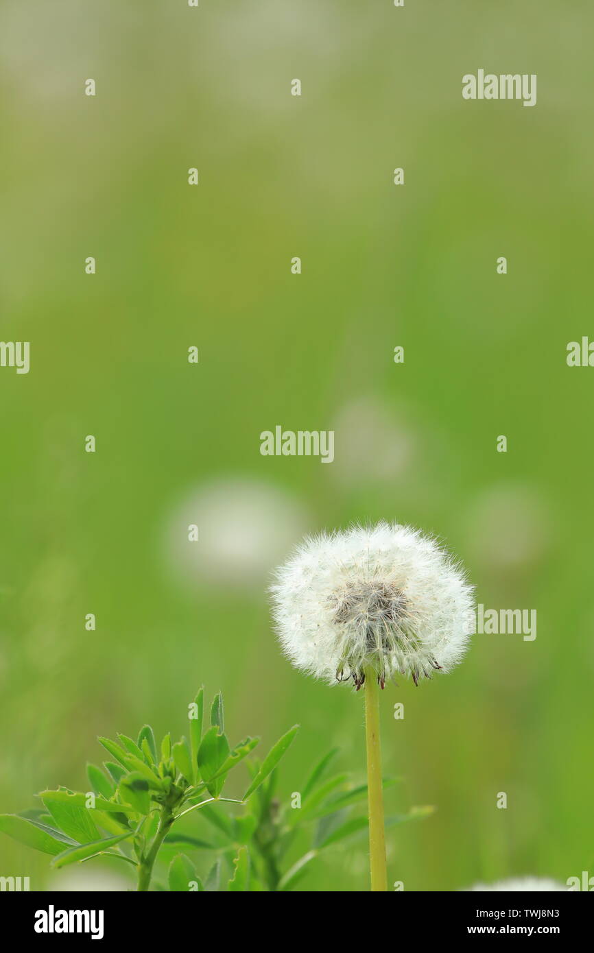 Le pissenlit fait aux semences isolées avec fond vert Banque D'Images