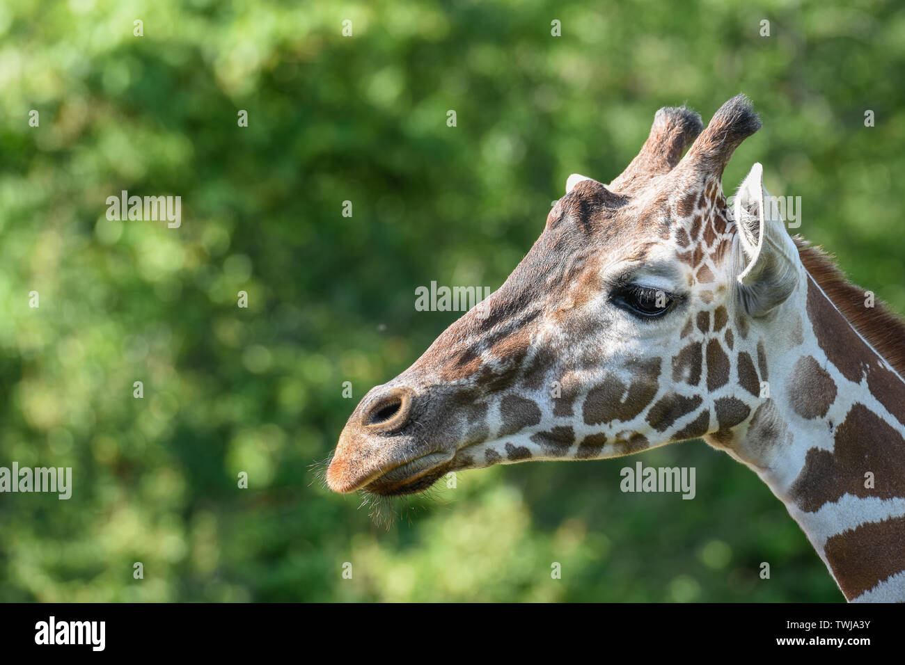 Tirer sur la tête de girafe Banque D'Images