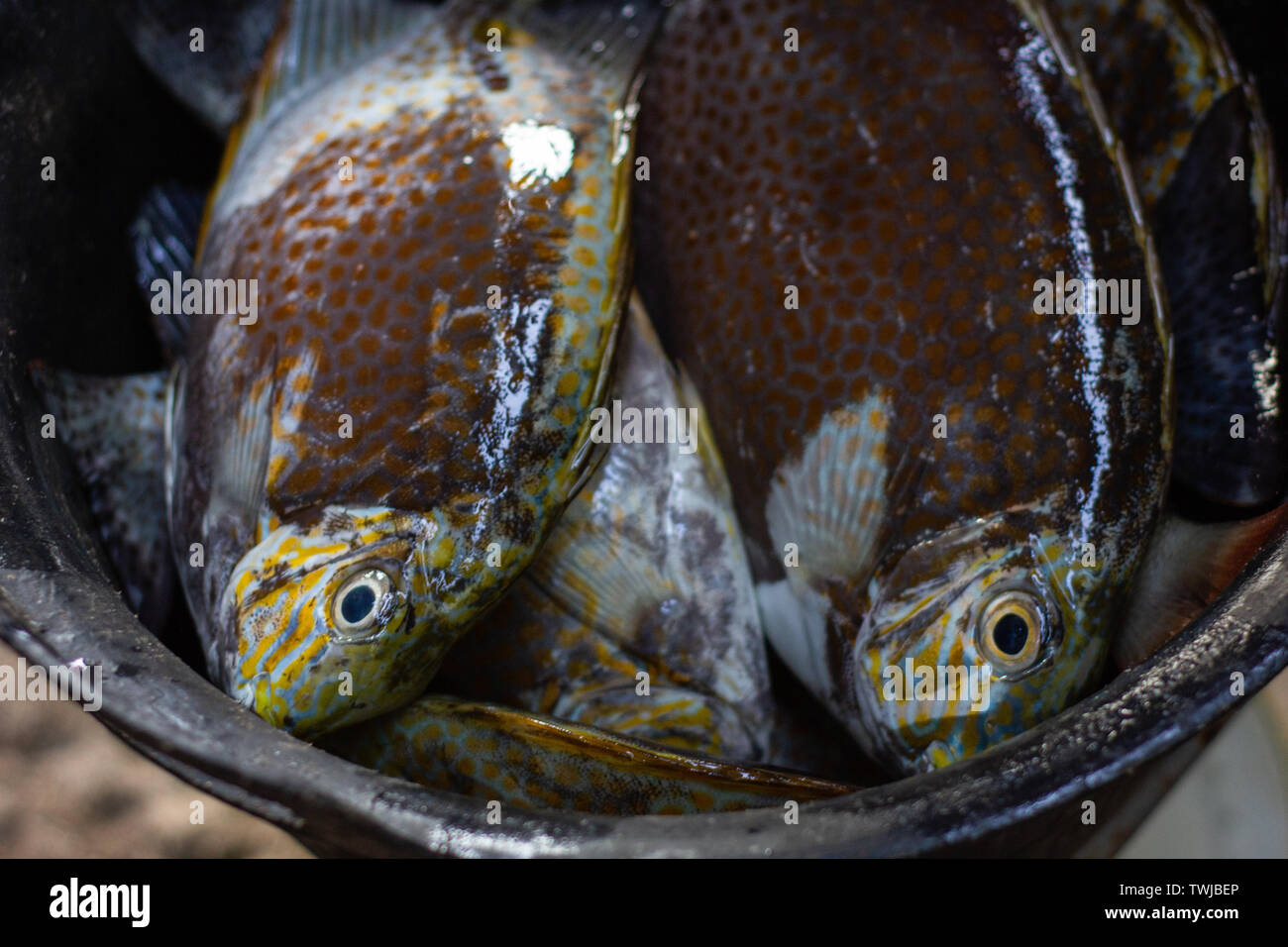 Certaines matières premières fraîches et poissons perroquets capturés par les pêcheurs sont placés dans un seau en plastique Banque D'Images