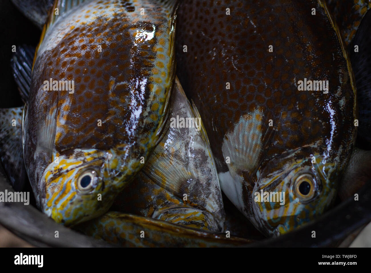 Certaines matières premières fraîches et poissons perroquets capturés par les pêcheurs sont placés dans un seau en plastique Banque D'Images
