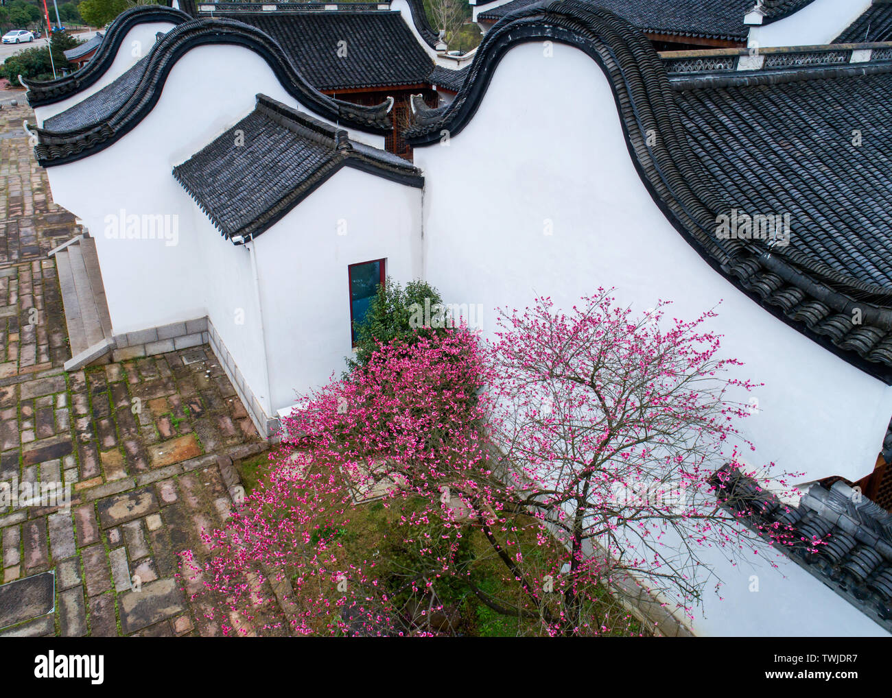 Hongmei, photographié à Wuyi, Zhejiang, en février 2019, les fleurs de prune rouge sur le bord de la caractéristique des habitations, plus poétique. Banque D'Images