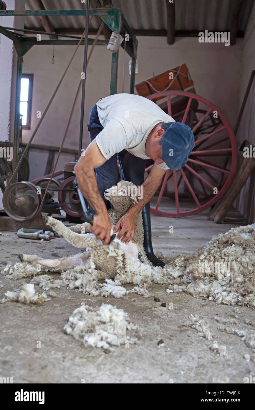 La laine d'un cisaillement Gaucho mouton domestique, Guardia del Monte, la Laguna de Castillos, province de Rocha, Uruguay Banque D'Images
