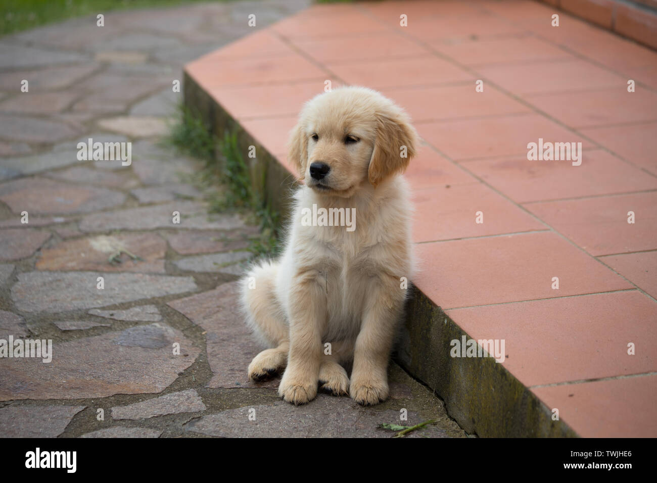 Chiot Golden Retriever De La Race A Deux Mois Golden Retriever Dog Photo Stock Alamy