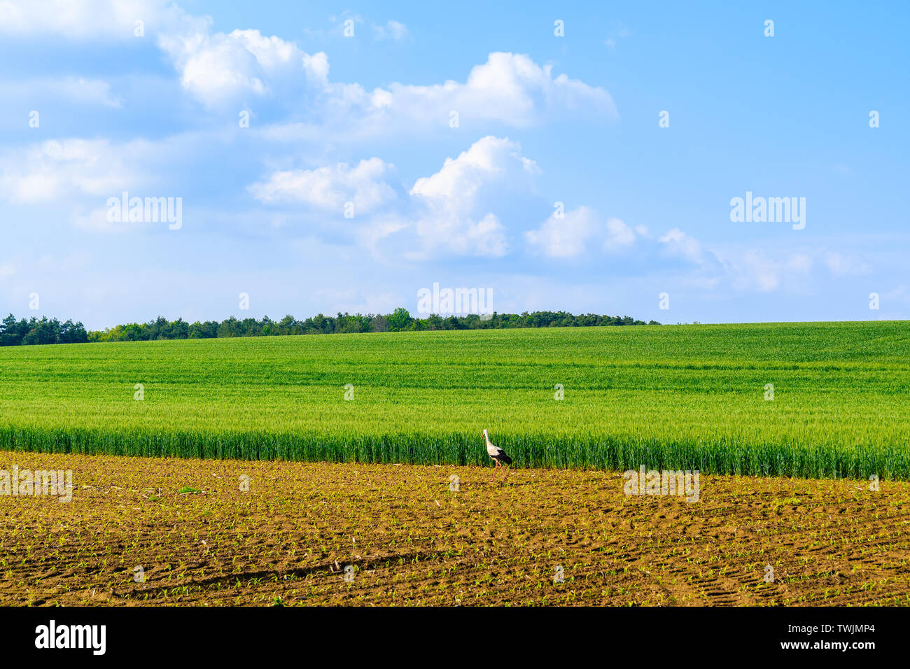 Stork marche sur pré vert au printemps Paysage de Burgerland dans Strem village, Autriche Banque D'Images
