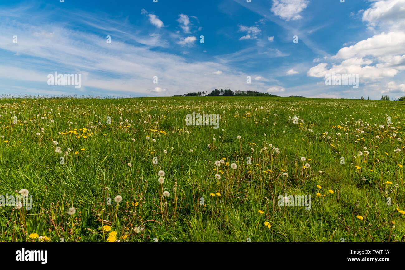 Printemps prairie avec pissenlits, beau ciel au-dessus de près de Vendryne village et ville Trinec en République Tchèque Banque D'Images