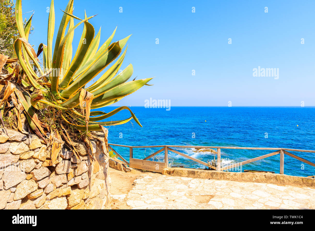 Sur le long du chemin côtier de l'agave bleu de la mer, près de Cap Roig, Costa Brava, Espagne Banque D'Images