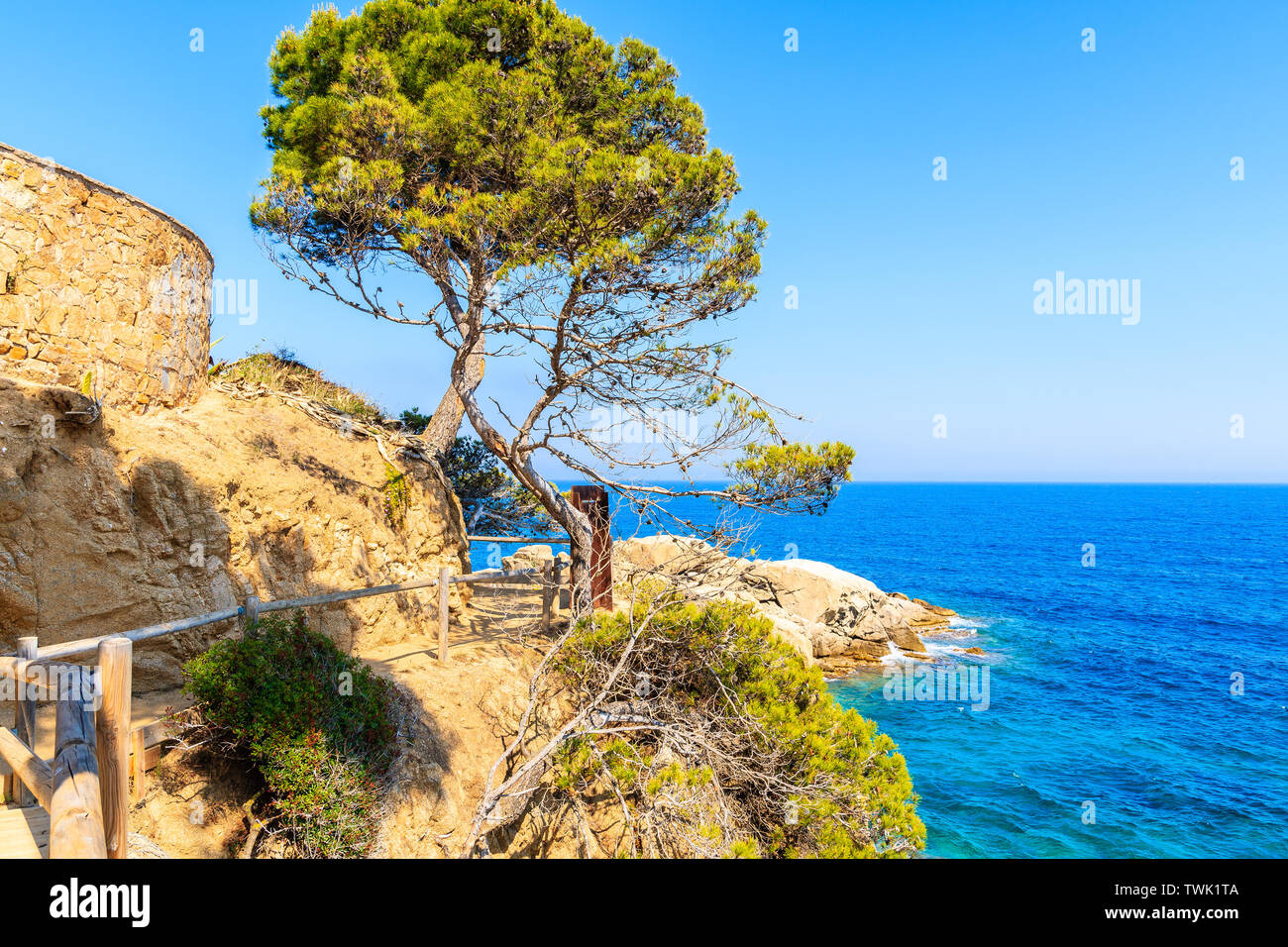 Pine Tree vert sur chemin côtier le long de la mer bleue, près de Cap Roig, Costa Brava, Espagne Banque D'Images