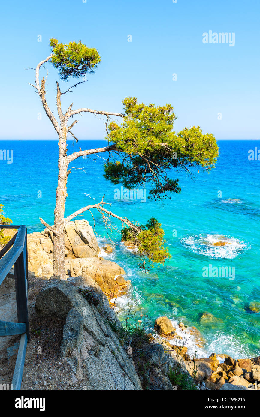 Pine Tree sur chemin côtier le long de belle mer à Cap Roig, Costa Brava, Espagne Banque D'Images