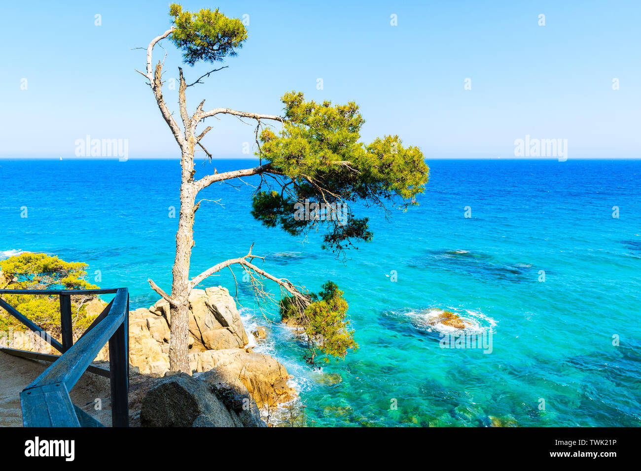 Pine Tree sur chemin côtier le long de belle mer à Cap Roig, Costa Brava, Espagne Banque D'Images