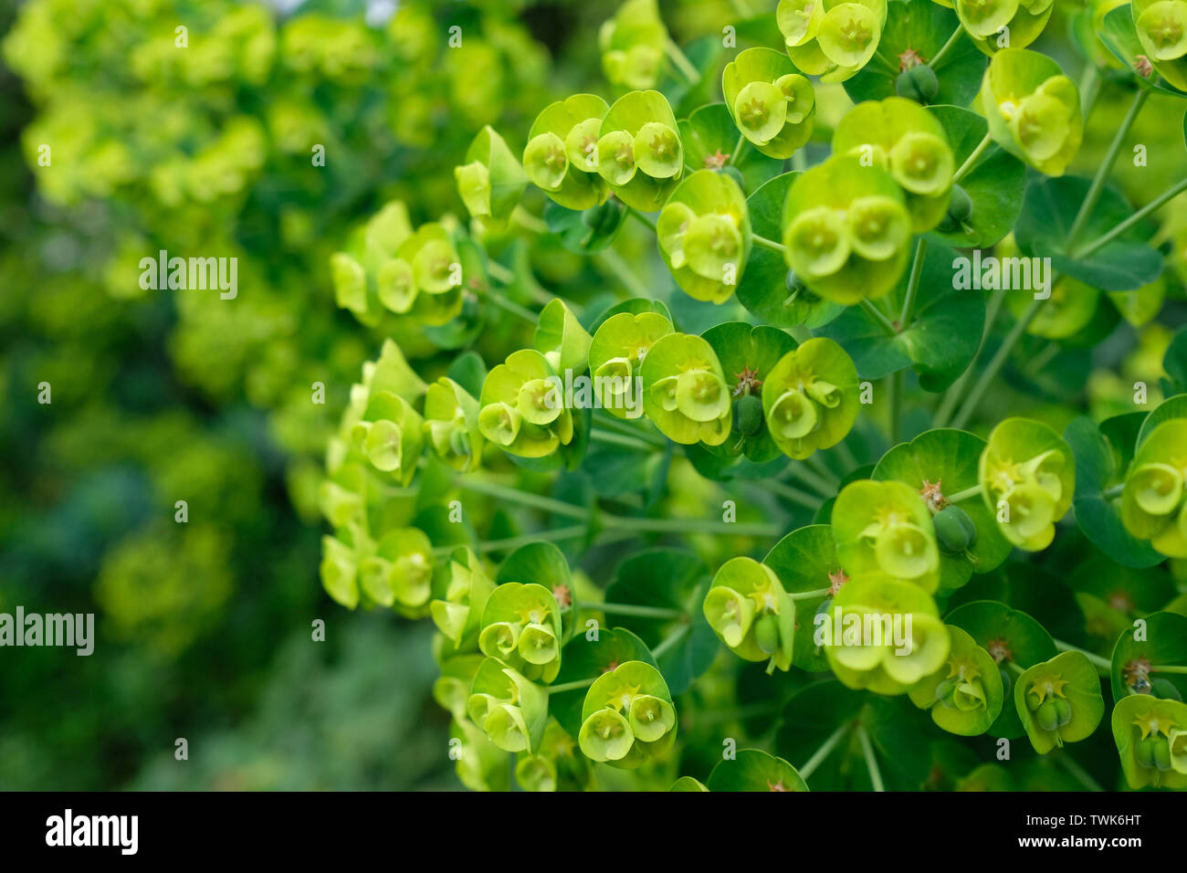 Close up d'arbustes à feuilles persistantes, bush, les feuilles Banque D'Images