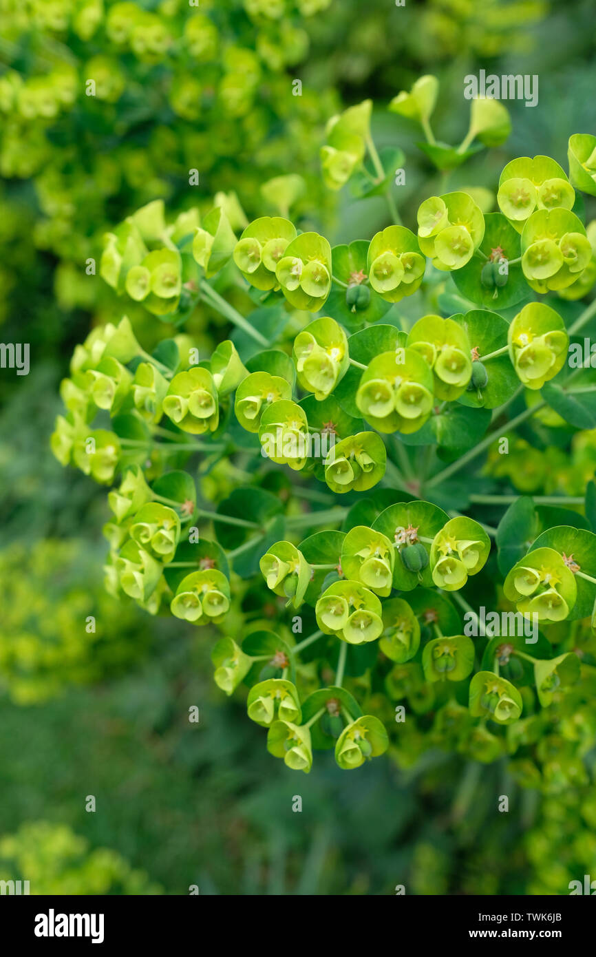Close up d'arbustes à feuilles persistantes, bush, les feuilles Banque D'Images