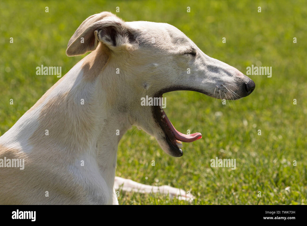 Portrait d'un chien whippet bâillement Banque D'Images