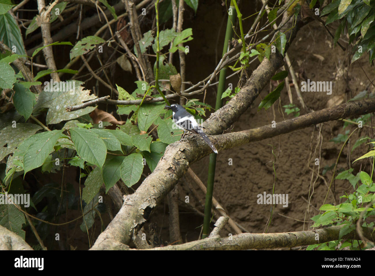 Dirigé vineuse, forktail Psittacula himalayana, la Réserve de tigres de Namdapha, de l'Arunachal Pradesh, Inde. Banque D'Images