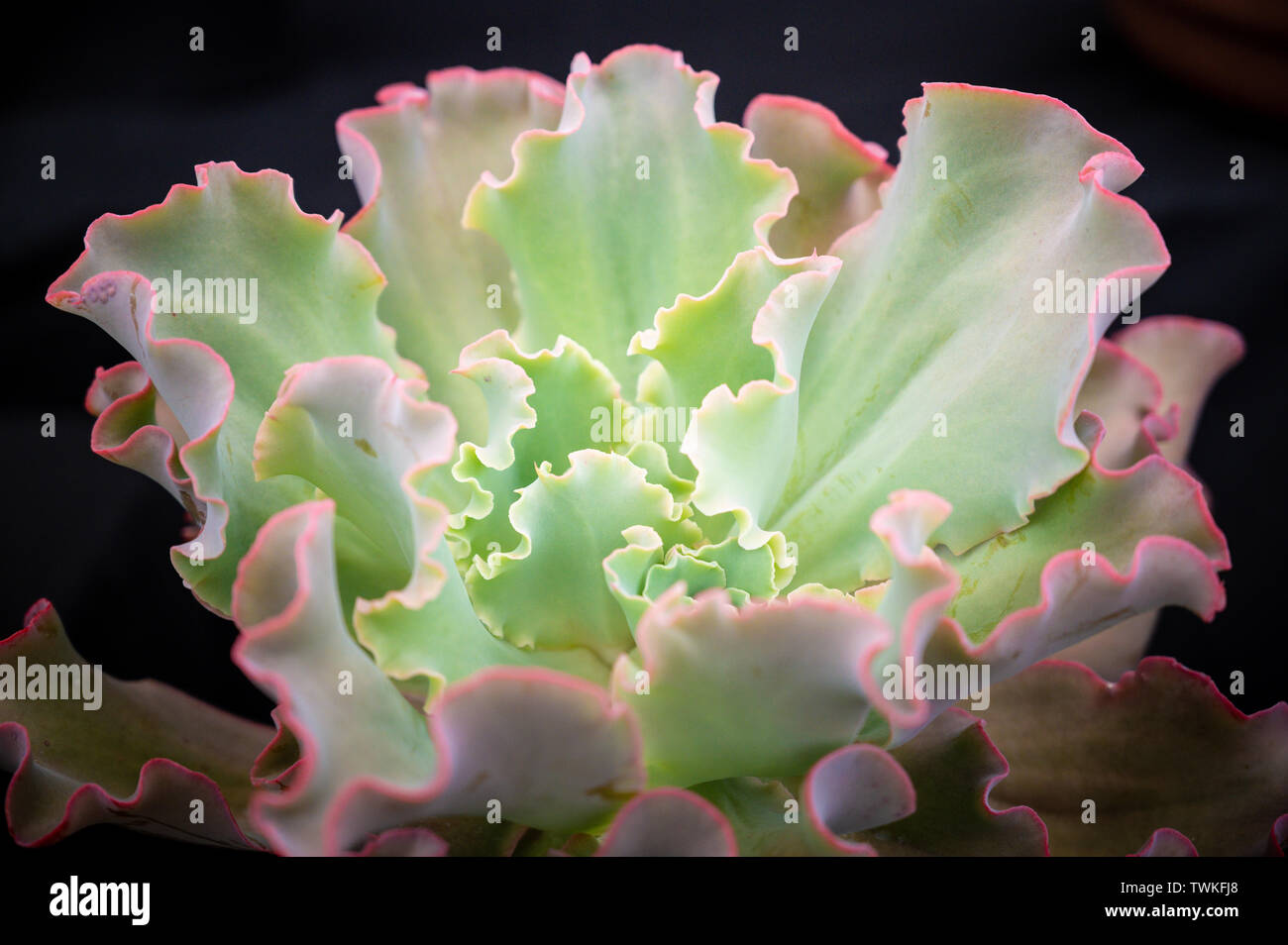 Blenheim Palace, Oxfordshire, UK. Vendredi 21 juin 2019. Affiche à l'exposition florale de Blenheim, qui se déroule du 23 au 21 juin. Andrew Walmsley/Alamy Live News Banque D'Images