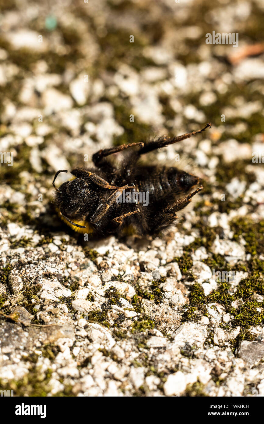 Macro Bourdon mort close up Banque D'Images