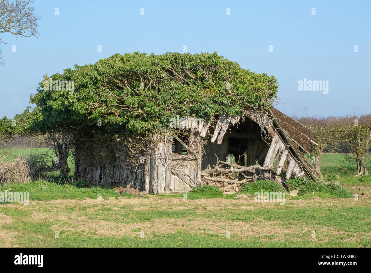 Couverte de l'amiante, l'ancien champ de bovins remise et d'abri. Redondant. Wild Red Deer (Cervus elaphus), élagué le lierre (Hedera helix), en soutenant la paroi latérale gauche de s'effondrer.​ structure support bois autrement sur le point de tomber. Norfolk rural. UK Banque D'Images