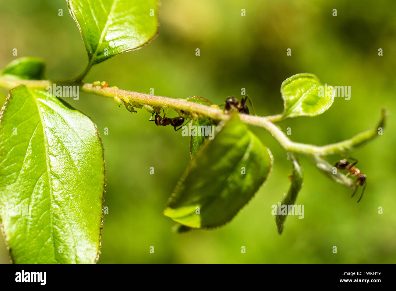 Les fourmis et les pucerons sur une branche Banque D'Images