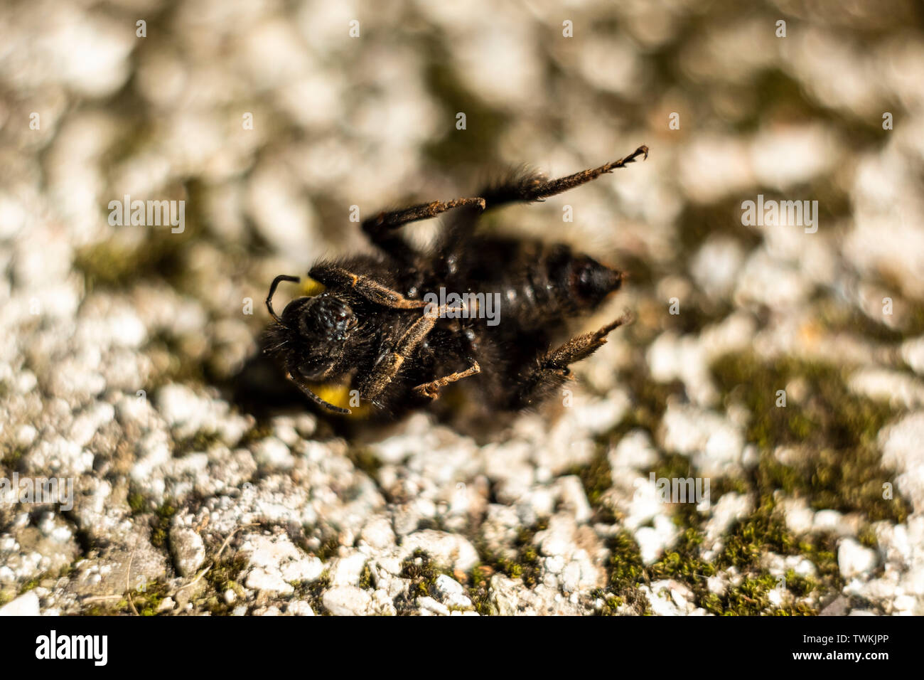 Bombus morte sur le sol pierreux Banque D'Images