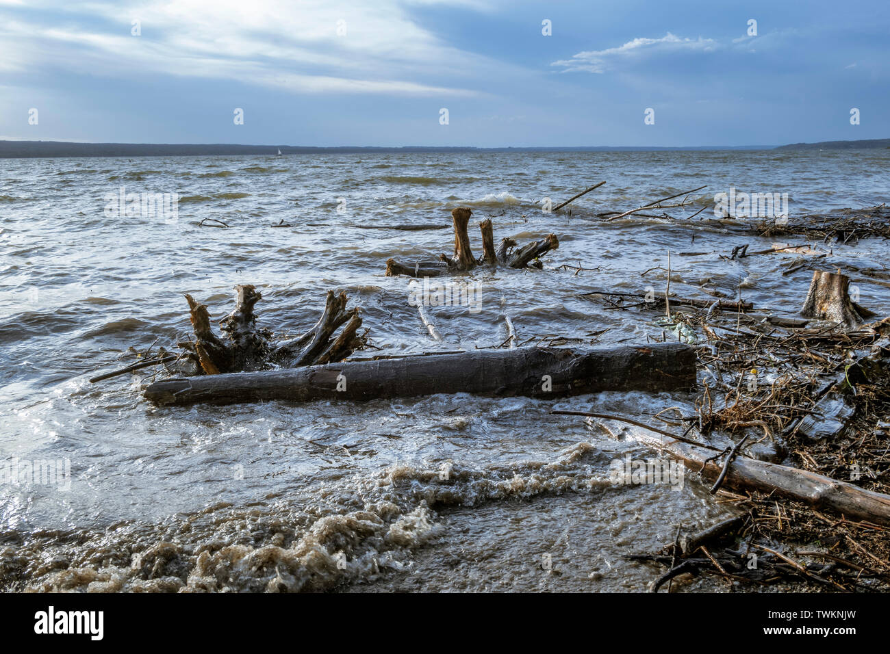 Bois flottant dans l'Ammersee lac après un orage, Upper Bavaria, Bavaria, Germany, Europe Banque D'Images