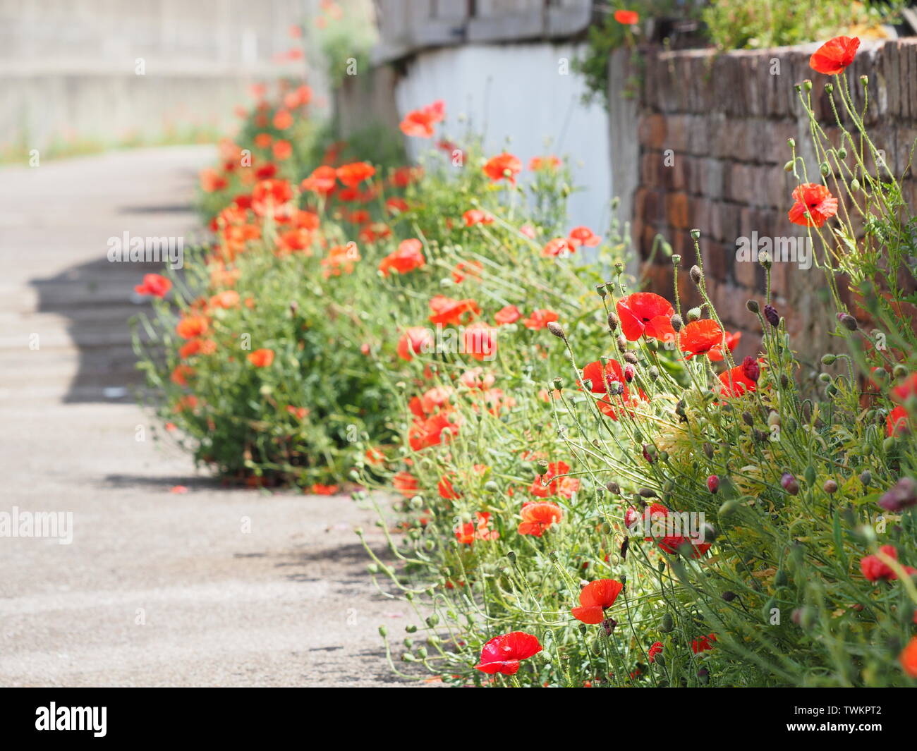 Sheerness, Kent, UK. 21 Juin, 2019. Météo France : rouge vif des coquelicots sauvages dans une ruelle côtières sous le soleil d'après-midi chaud et à Sheerness, Kent. Credit : James Bell/Alamy Live News Banque D'Images