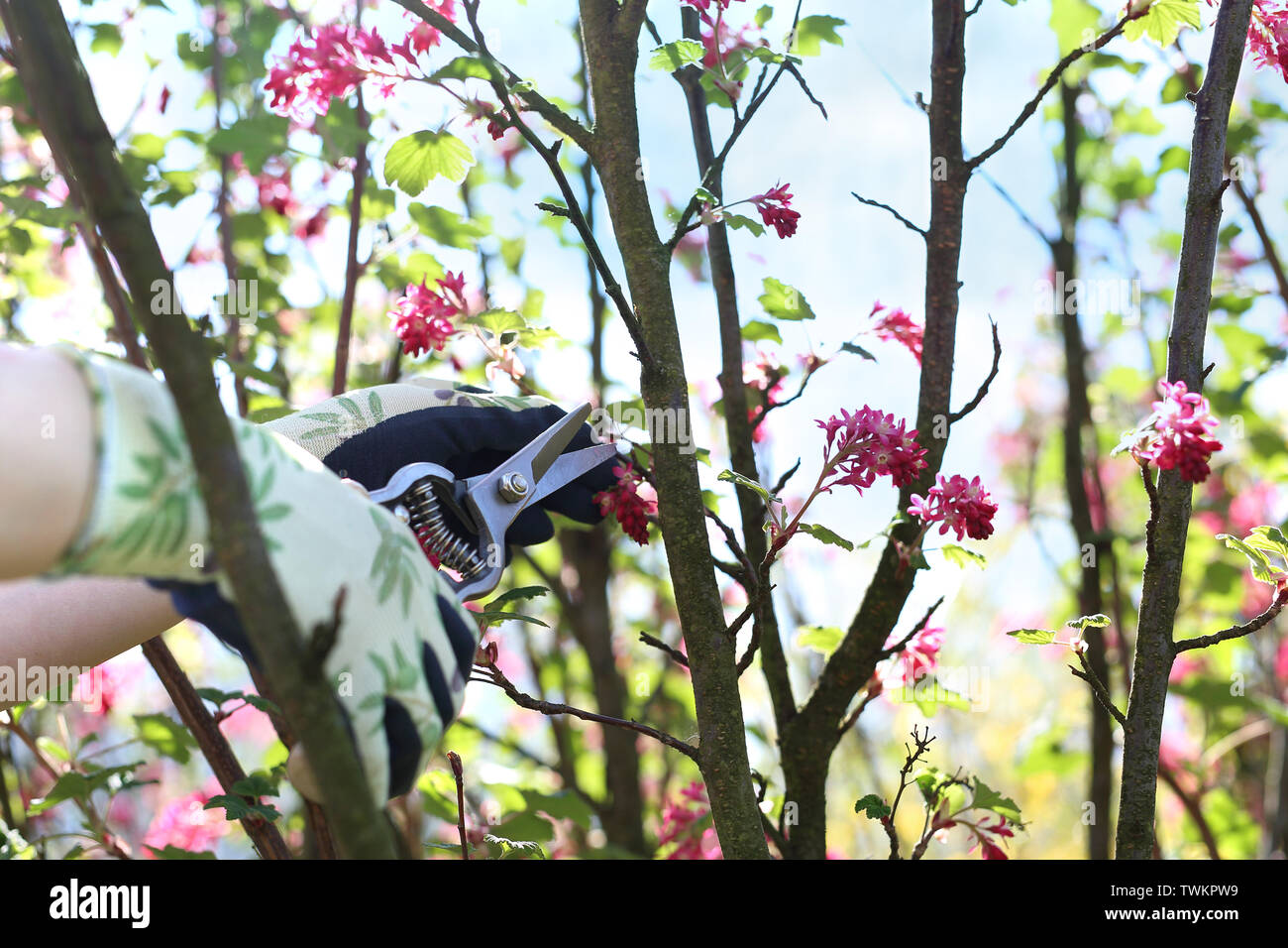 Le jardinier de tailler les pousses avec un sécateur. Banque D'Images