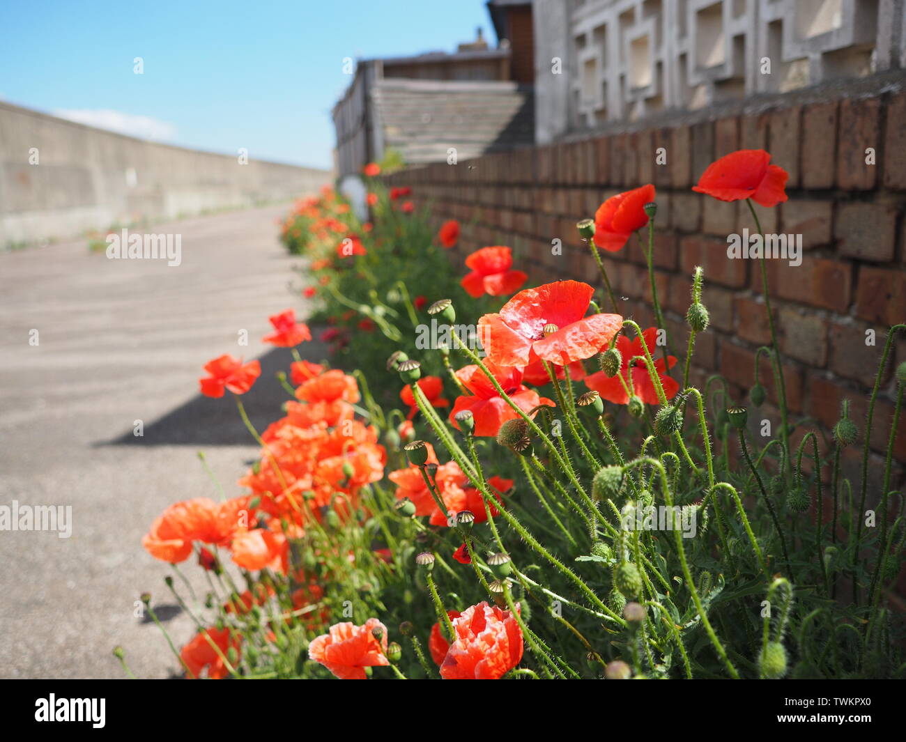 Sheerness, Kent, UK. 21 Juin, 2019. Météo France : rouge vif des coquelicots sauvages dans une ruelle côtières sous le soleil d'après-midi chaud et à Sheerness, Kent. Credit : James Bell/Alamy Live News Banque D'Images