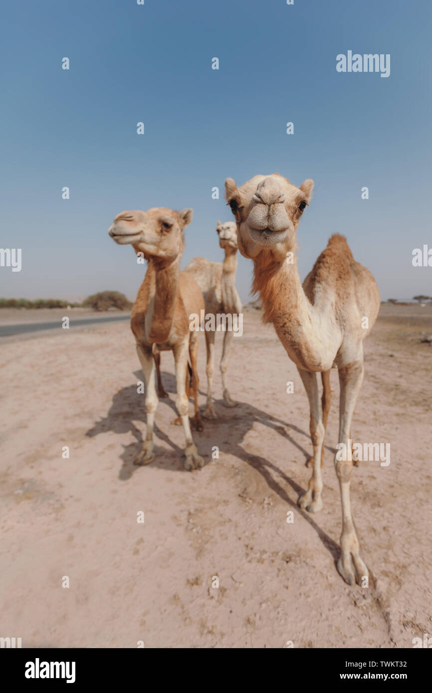 Trois chameaux se tenir dans le désert sous les rayons du soleil à Dubaï Banque D'Images