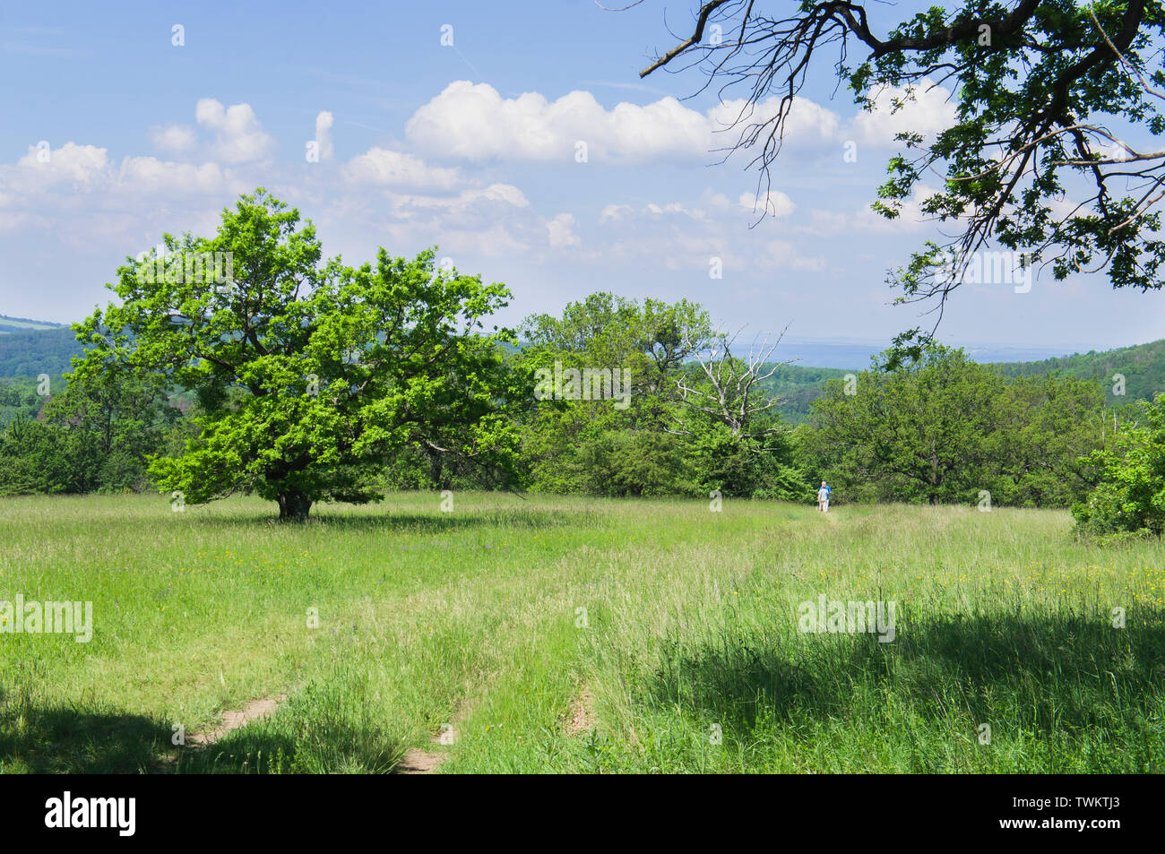 Réserve naturelle nationale de Certoryje dans les Carpates blanches, région de Zlin, République tchèque, 2 juin 2019. (CTK photo/Libor Sojka) Banque D'Images