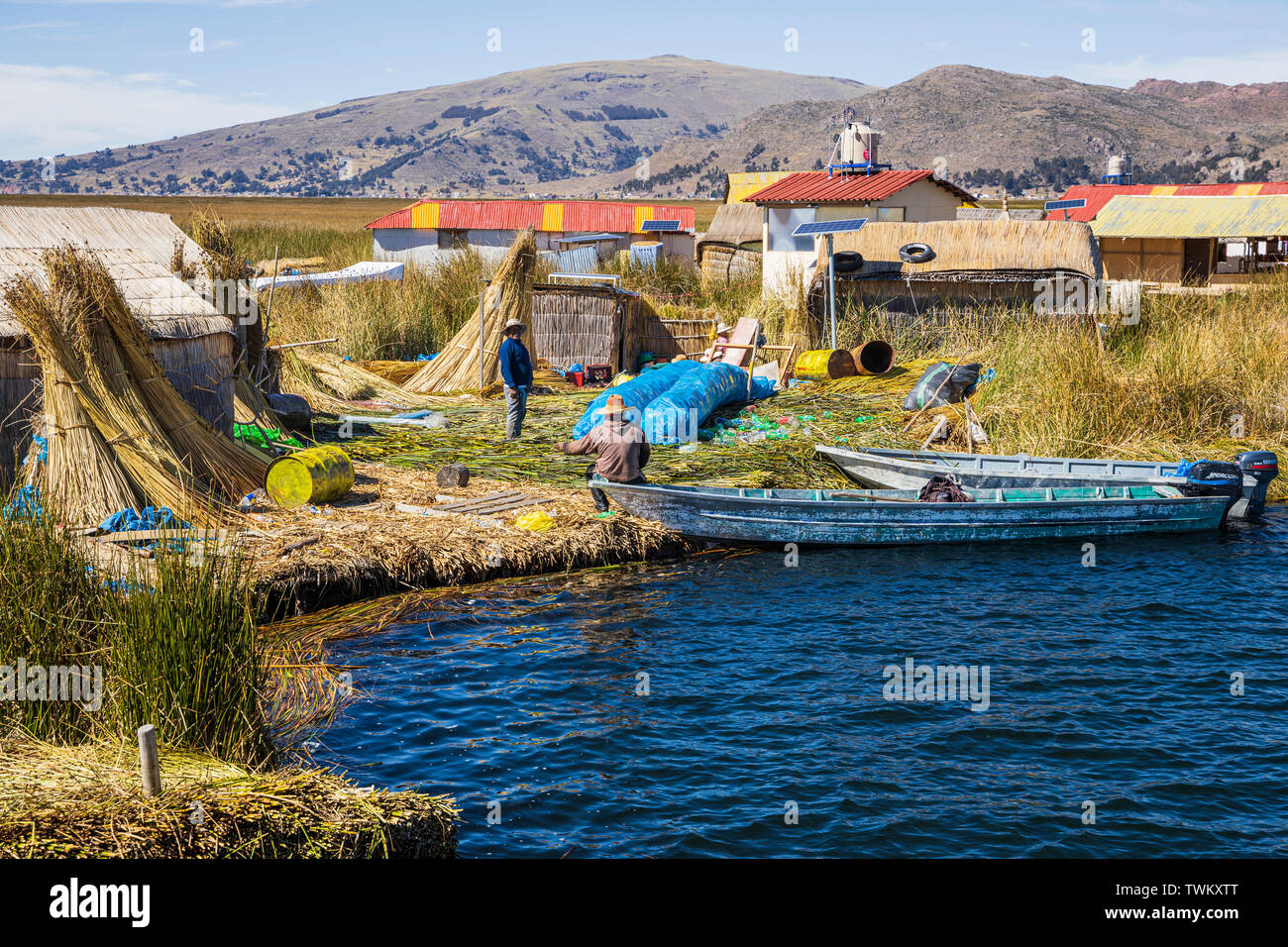 La collecte de l'île de roseaux sur les îles Uros, îles flottantes de roseaux sur le lac Titicaca, le Pérou, Amérique du Sud Banque D'Images