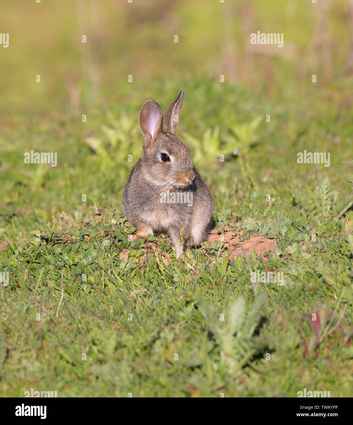Bebe Lapin Trop Mignon Banque D Image Et Photos Alamy