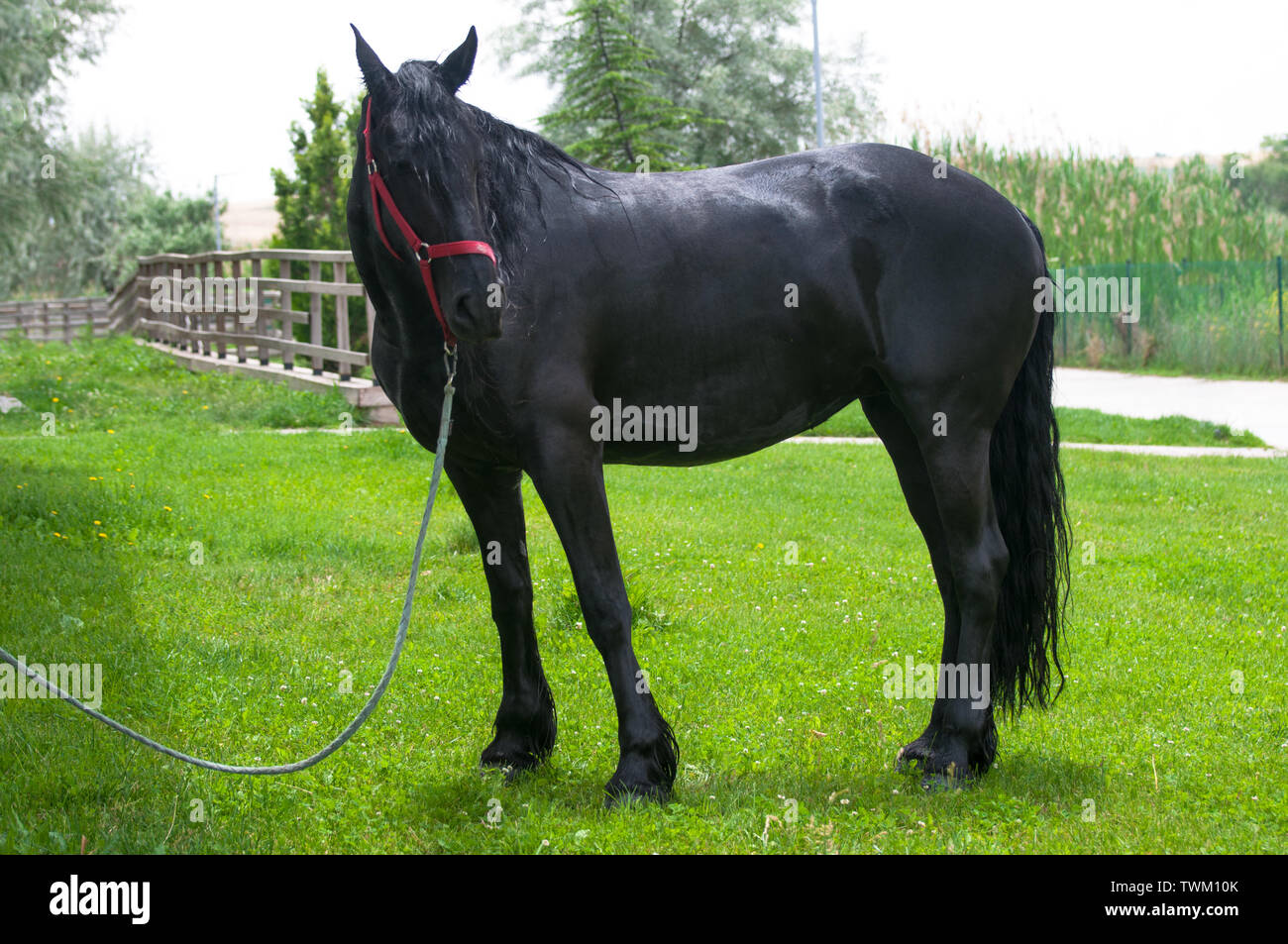 Cheval frison noir. Banque D'Images