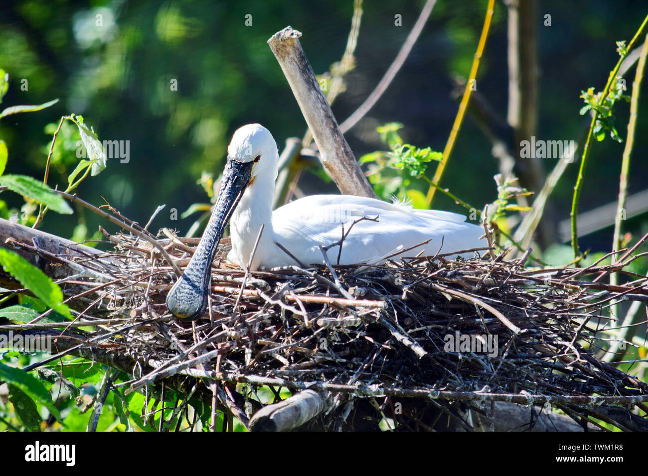 Grand oiseau exotique blanche Platalea Alba dans le nid Banque D'Images
