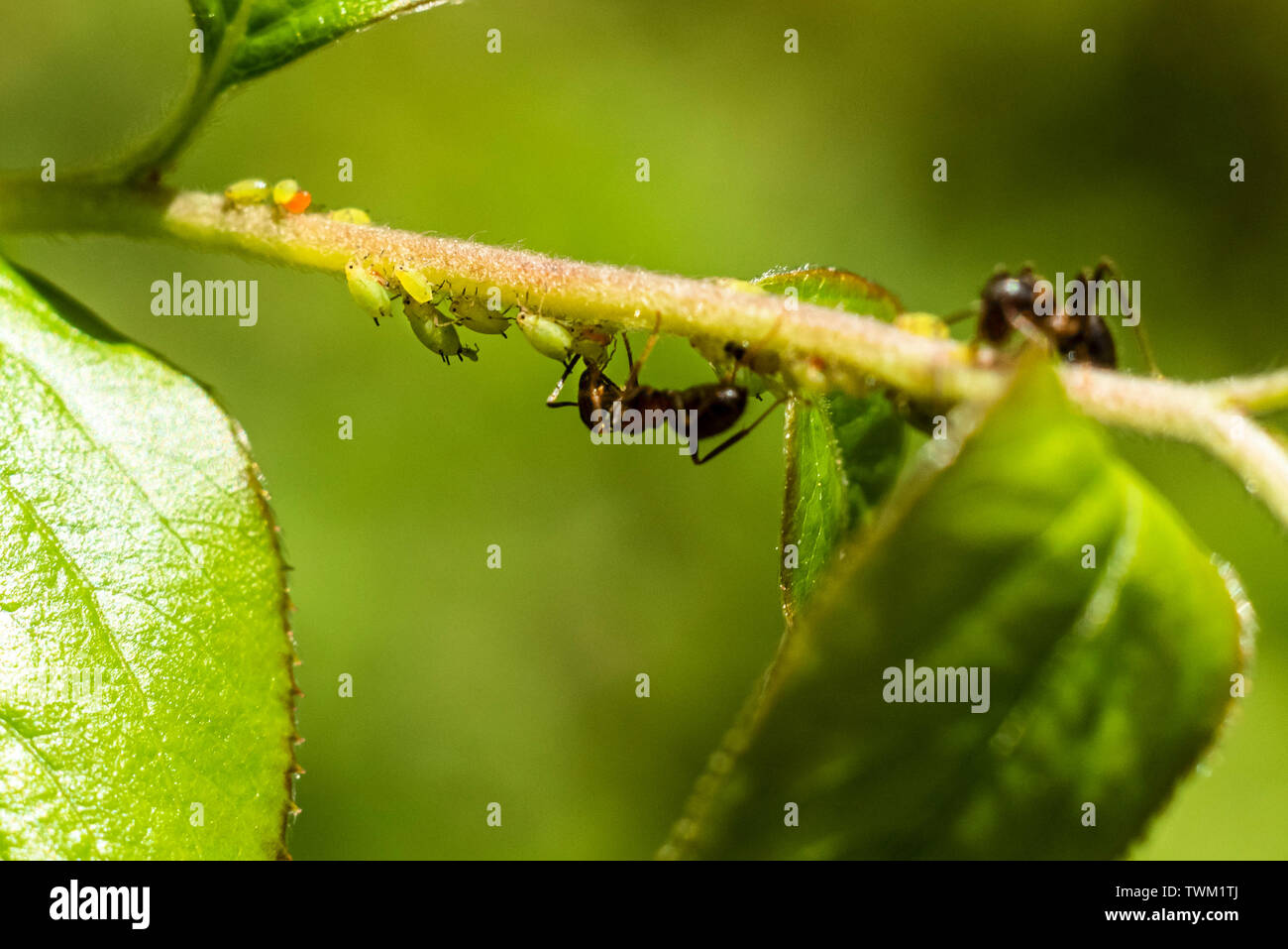 Les fourmis et les pucerons sur une branche Banque D'Images