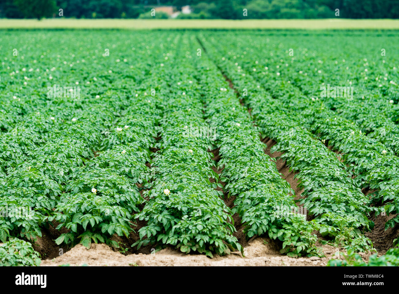 Champ de pommes de terre avec les pousses vertes de pommes Banque D'Images