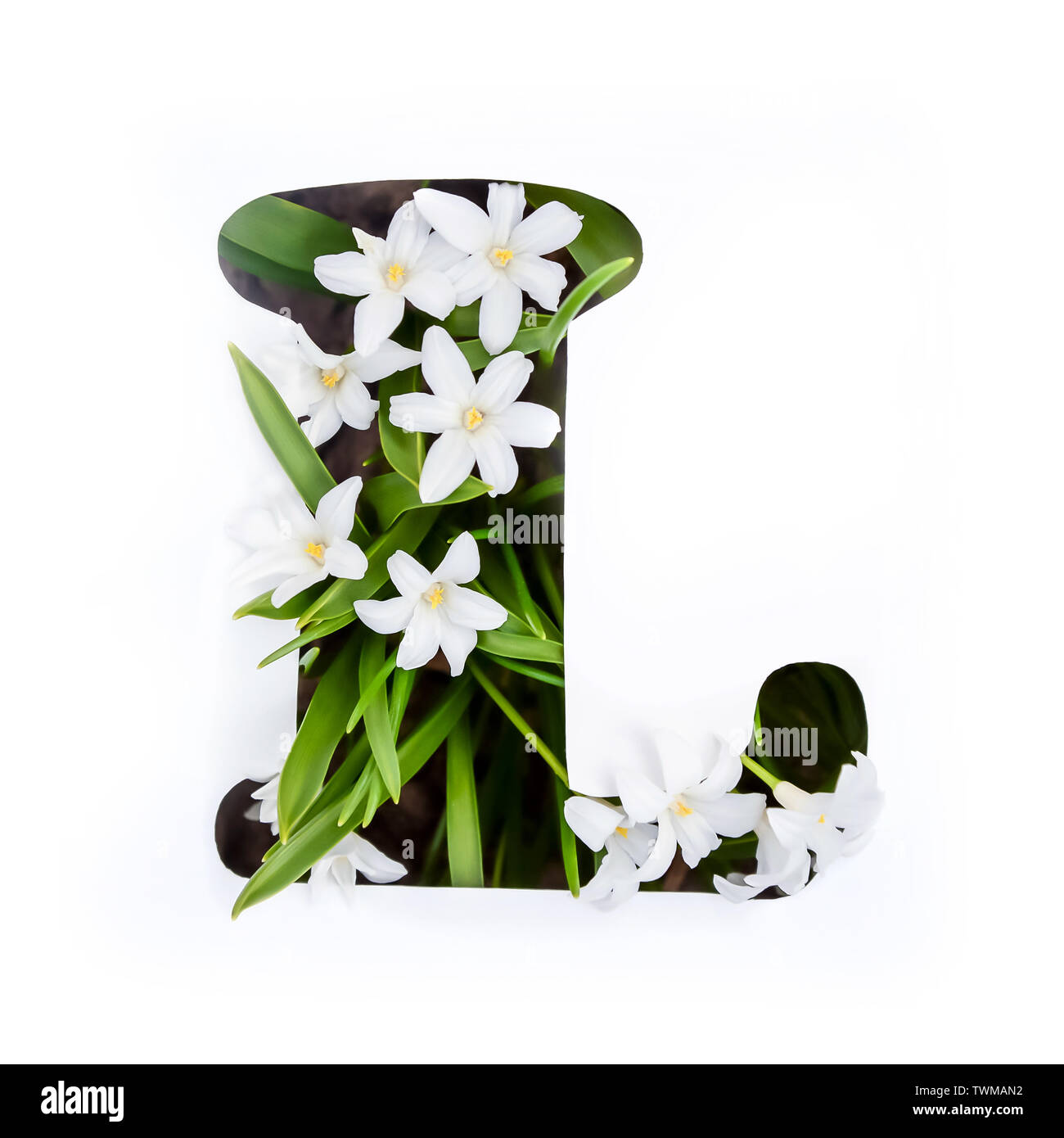 La lettre L de l'alphabet anglais de petites fleurs chionodoxa blanc Banque D'Images