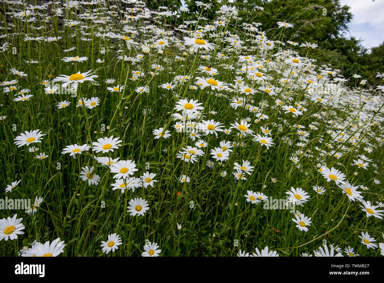 Ox eye Daisies Banque D'Images