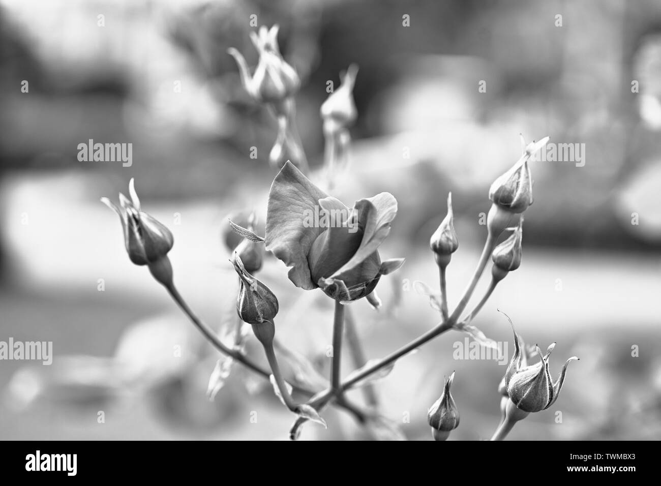 Fleur Rose. Regard artistique en noir et blanc. Banque D'Images