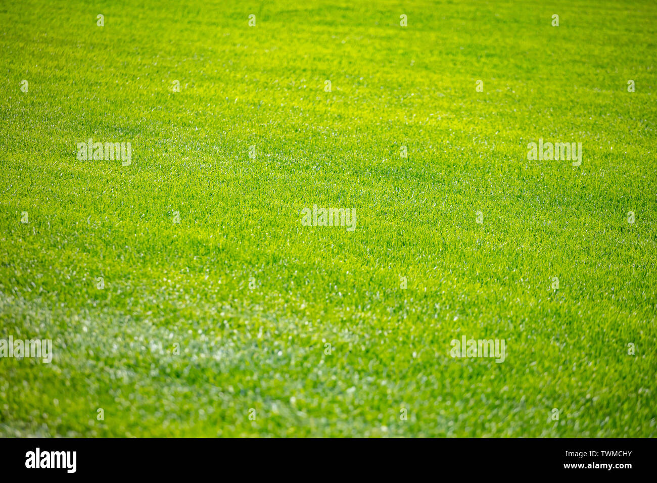 Fond d'herbe verte, la texture, la journée de printemps ensoleillée. Nouvelle pelouse, High angle view Banque D'Images