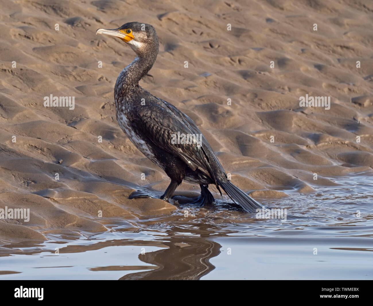Grand cormoran Phalacrocorax carbo Février immatures North Norfolk Banque D'Images