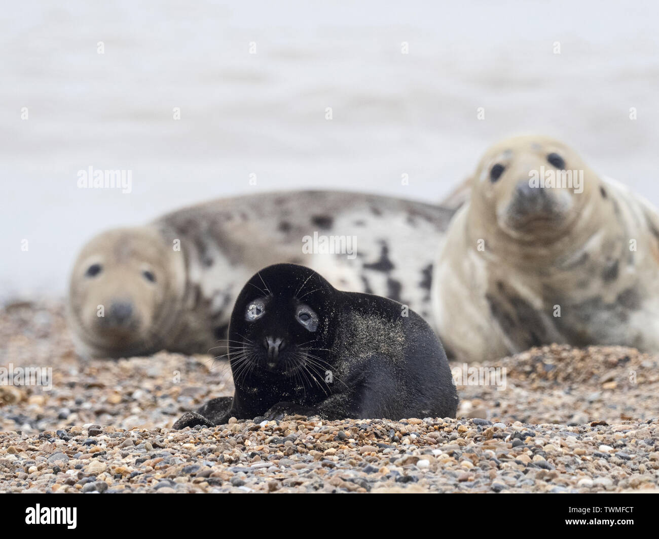 Un très rare melanistic Phoque gris Halichoerus grypus pup Horsey Norfolk. Rarement photographié moins de un sur 400 petits nés annuellement sont melanistic, us Banque D'Images