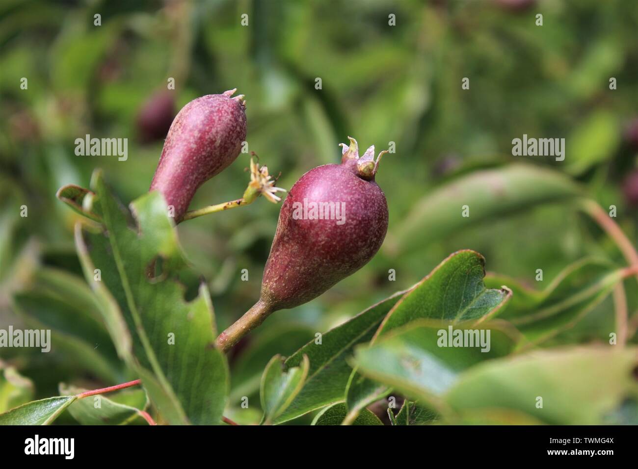 Poires en herbe on tree Banque D'Images