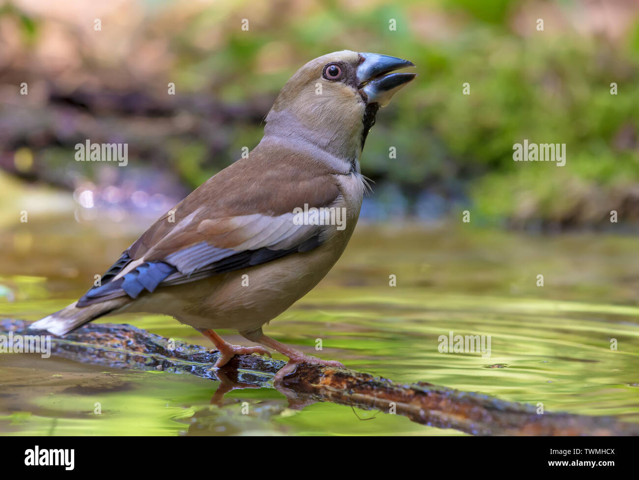 Femme Hawfinch boit de l'eau posant dans un étang au printemps moussu Banque D'Images