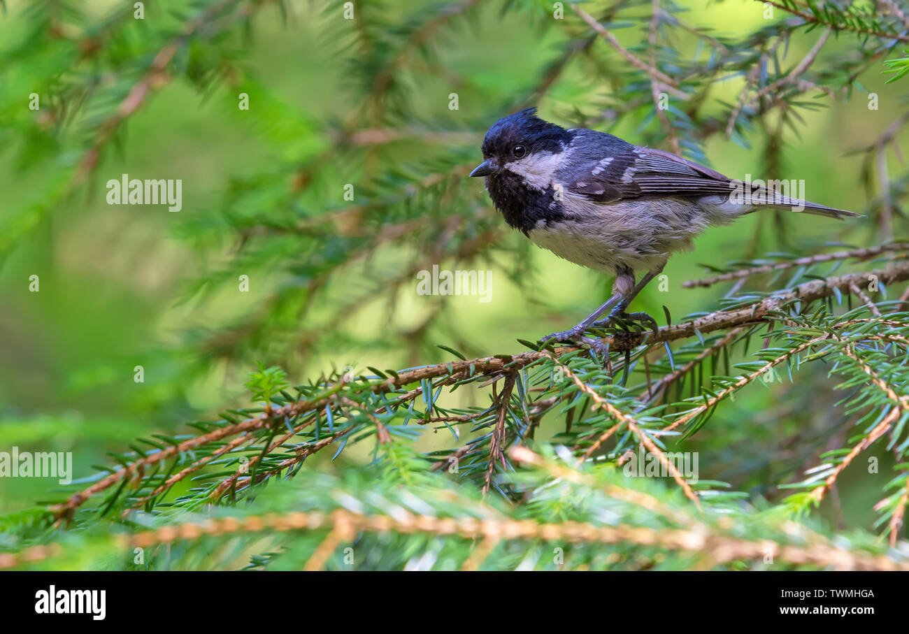 Mésange noire perché au milieu de branches de sapin et épicéa aiguilles dans la forêt Banque D'Images