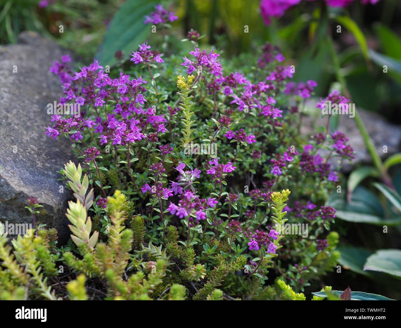 Thymus serpyllum Banque de photographies et d’images à haute résolution